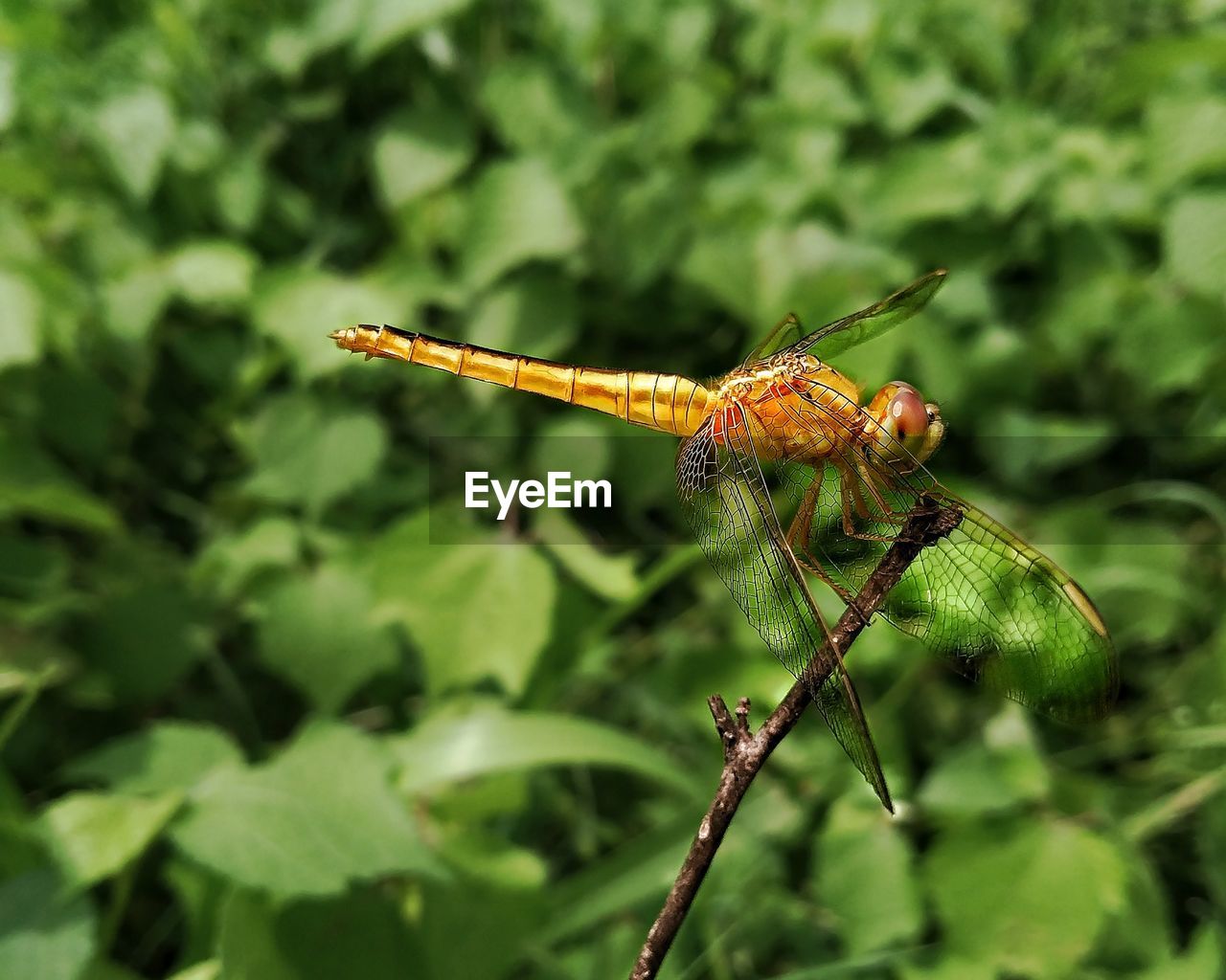 CLOSE-UP OF DRAGONFLY ON PLANT LEAF