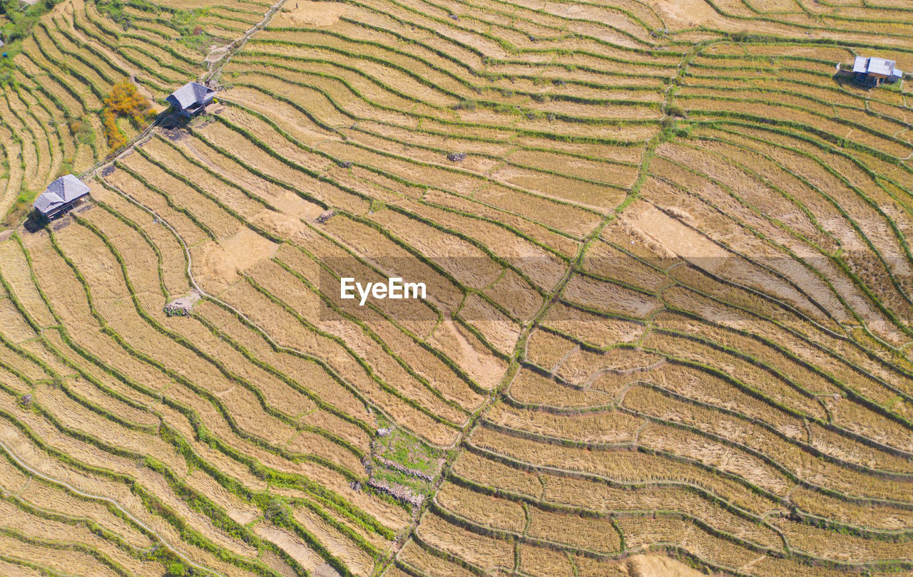 HIGH ANGLE VIEW OF AGRICULTURAL FIELD