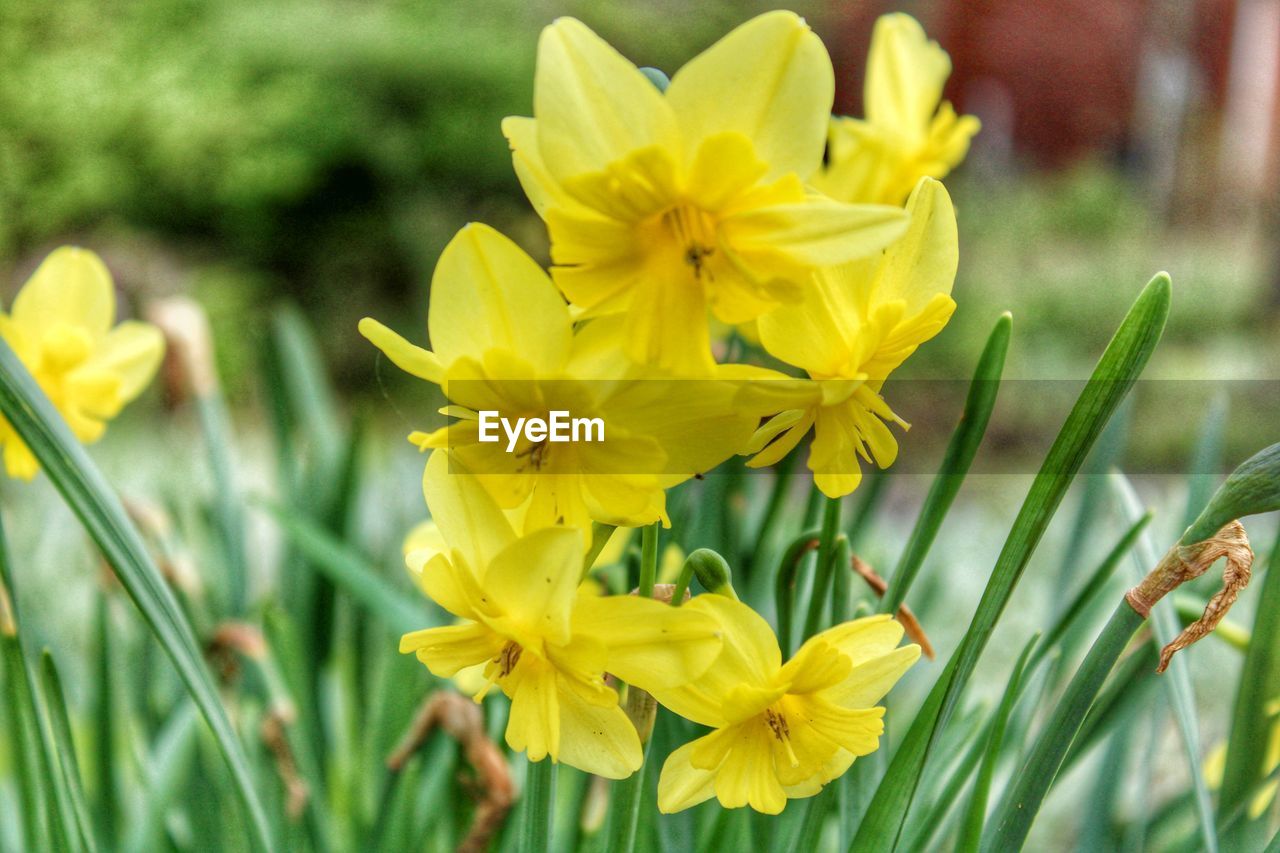 flower, flowering plant, plant, yellow, freshness, beauty in nature, fragility, petal, close-up, flower head, growth, nature, inflorescence, narcissus, daffodil, focus on foreground, springtime, no people, daylily, blossom, outdoors, botany, vibrant color, green, day, meadow, garden