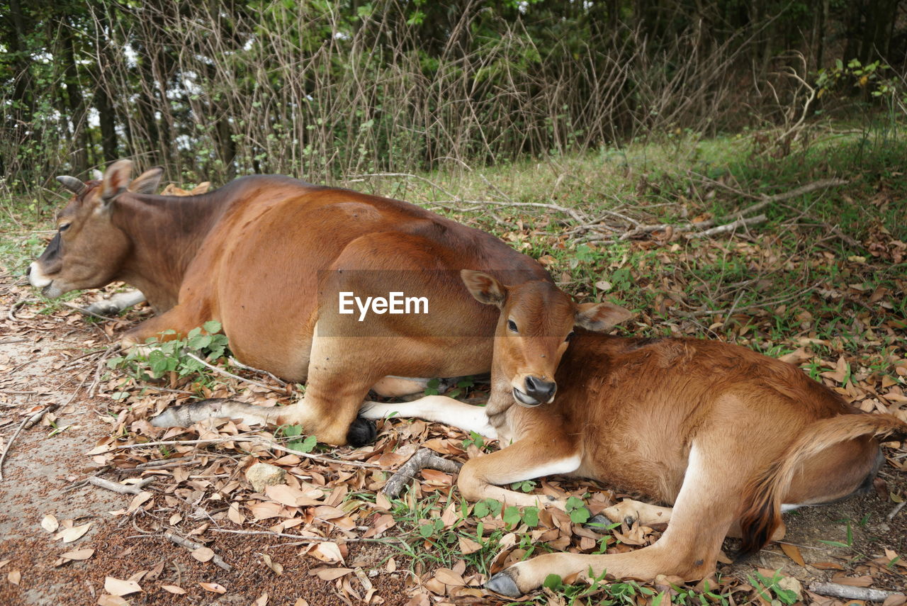 HORSE IN A FIELD