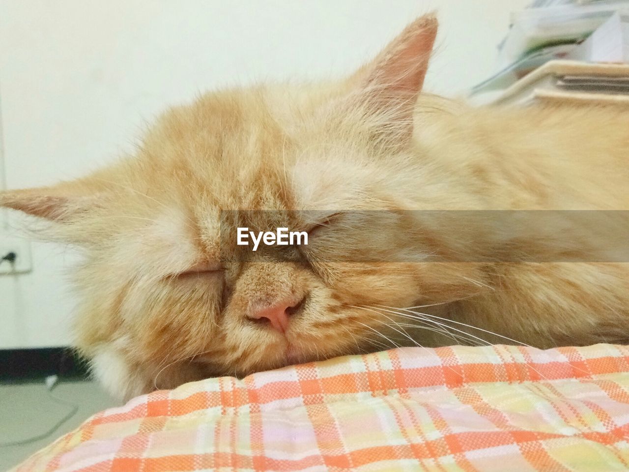 CAT SLEEPING ON BED