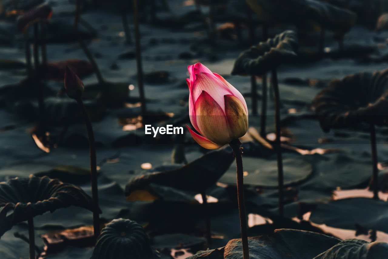 CLOSE-UP OF PINK LOTUS WATER LILY IN LAKE