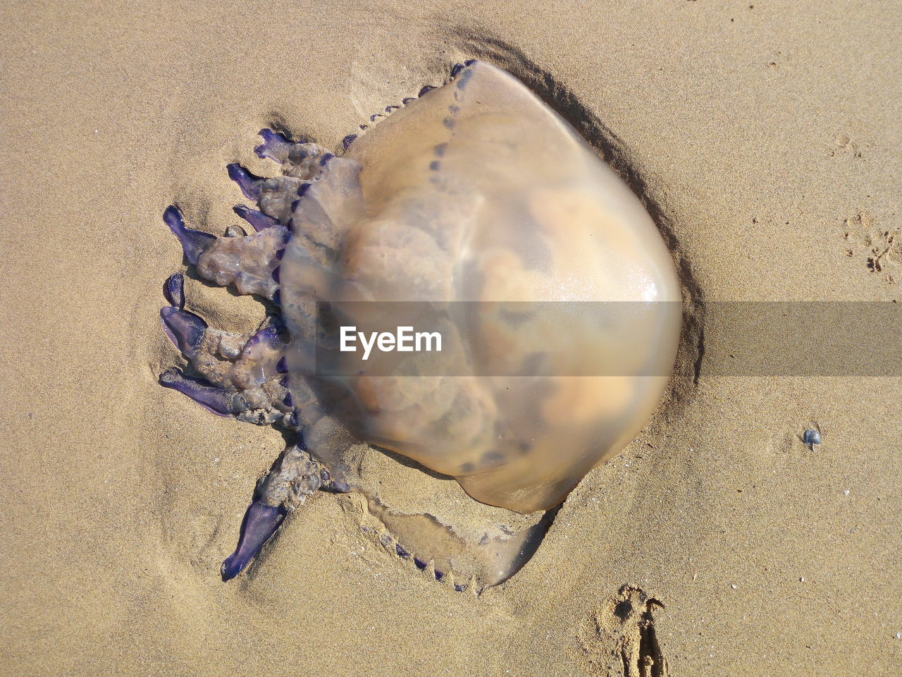 CLOSE-UP OF SHELL ON SAND