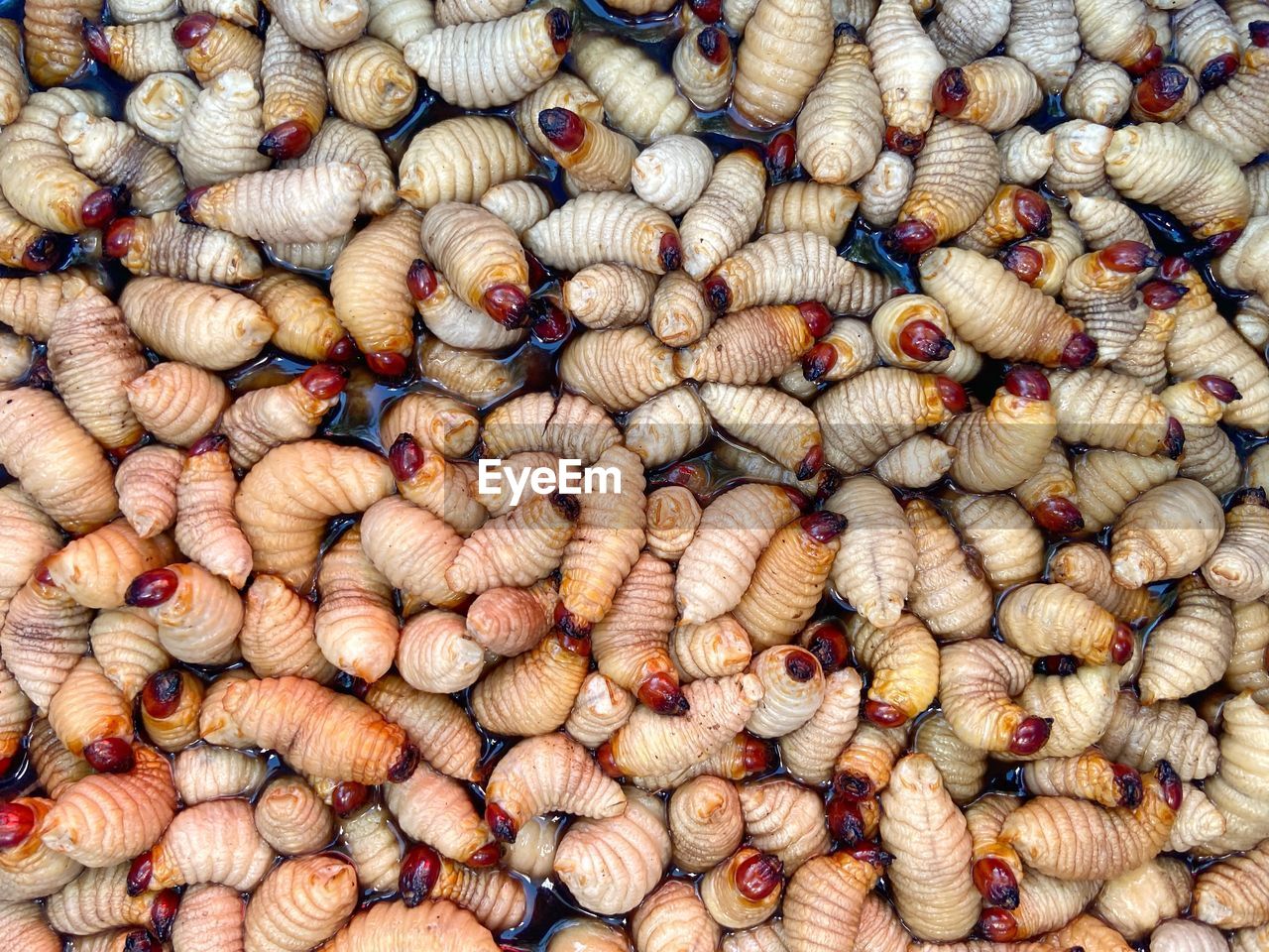 large group of objects, abundance, full frame, backgrounds, food and drink, food, freshness, no people, wellbeing, market, healthy eating, cockle, retail, day, for sale, seafood, still life, animal, high angle view, close-up, raw food, outdoors, vegetable, pattern