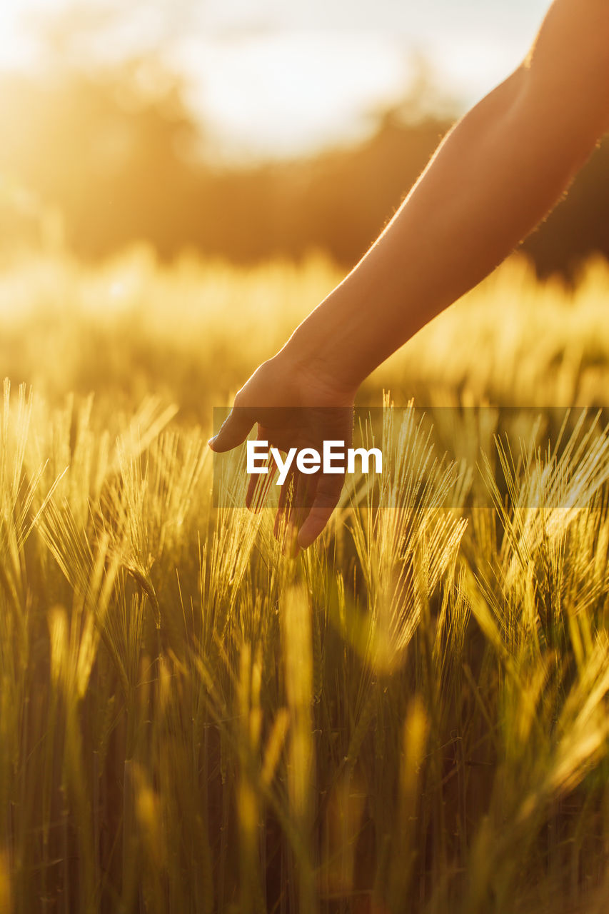 Close-up of wheat growing on field