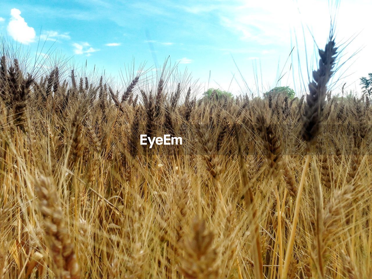 CLOSE-UP OF STALKS IN FIELD AGAINST SKY