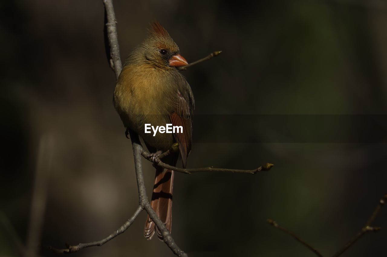 animal themes, animal wildlife, animal, bird, wildlife, nature, one animal, beak, perching, branch, close-up, tree, no people, plant, focus on foreground, outdoors, beauty in nature, animal body part