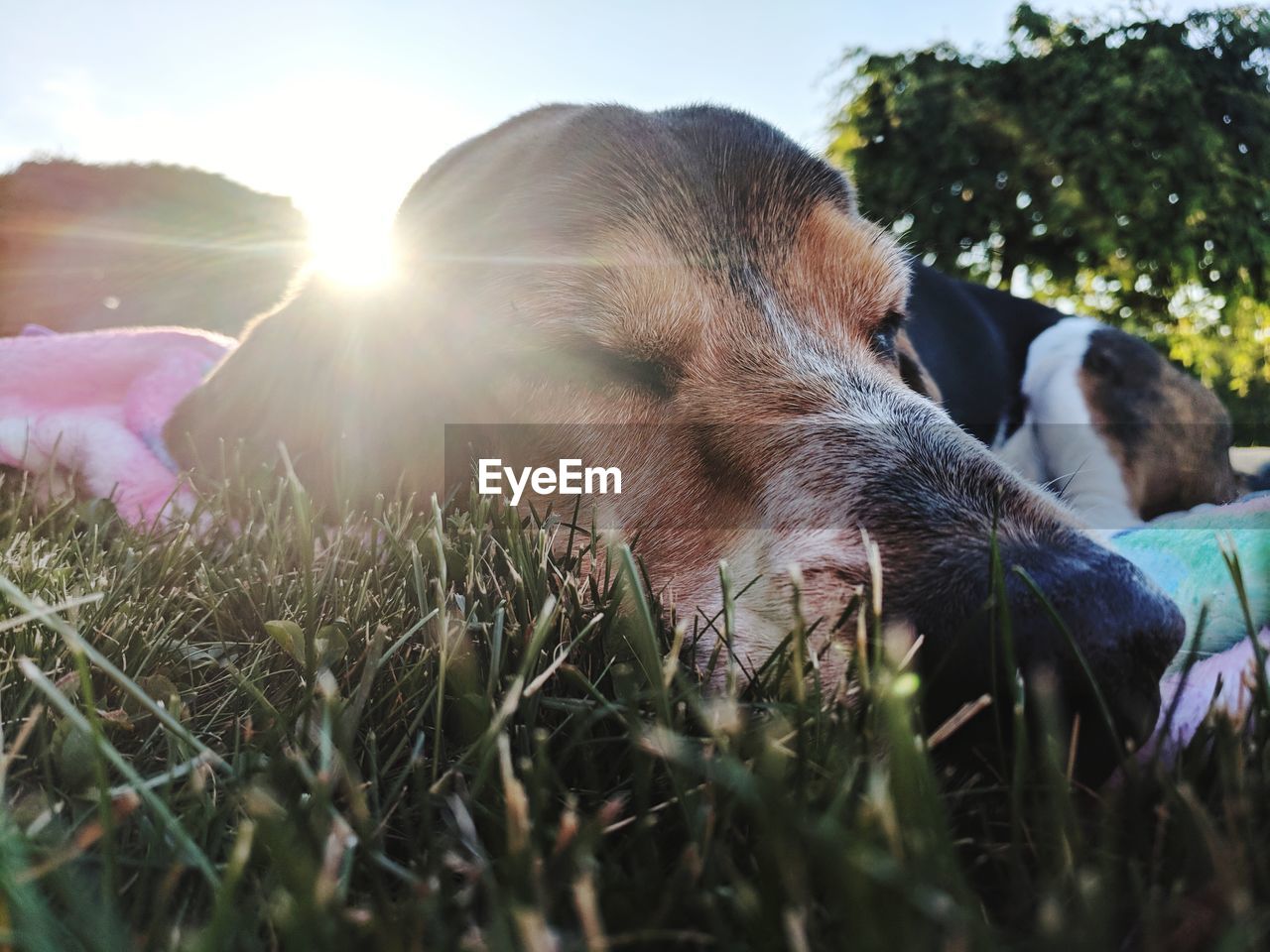 CLOSE-UP OF DOG LYING ON GRASS