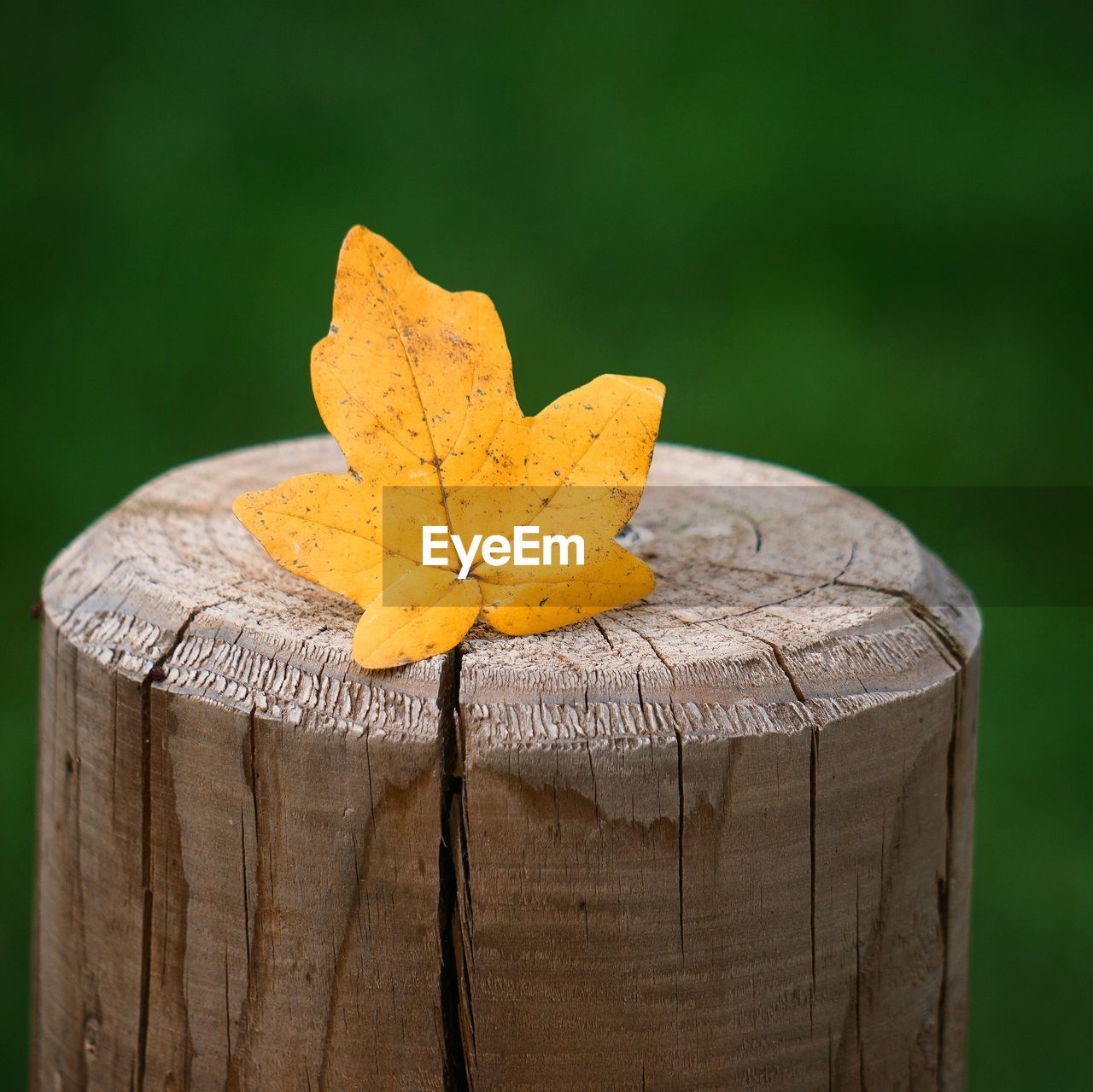 The beautiful yellow tree leaves in the nature