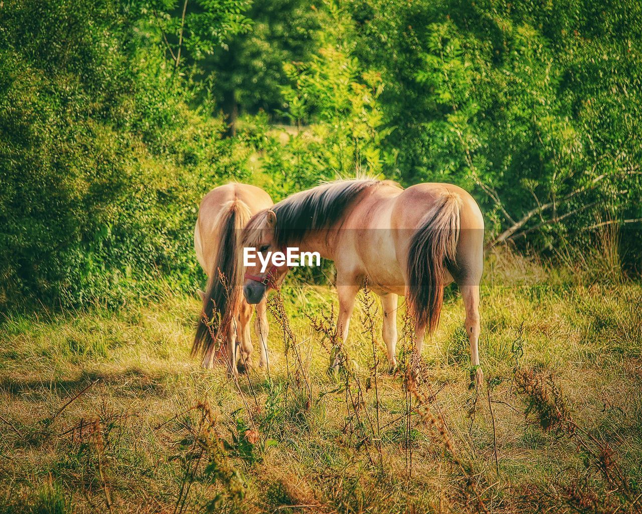 Horse grazing on field