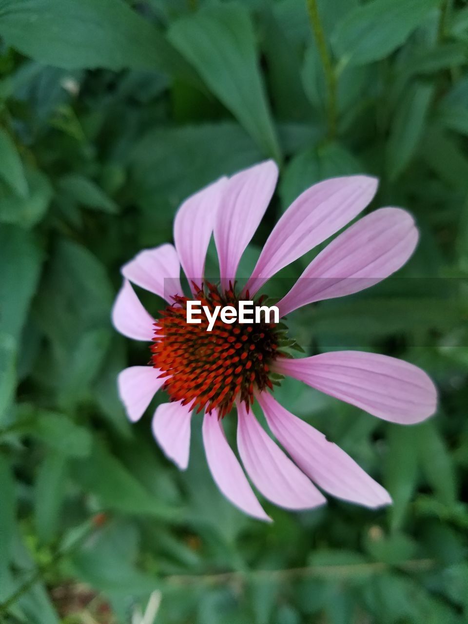 CLOSE-UP OF PURPLE CONEFLOWERS BLOOMING OUTDOORS