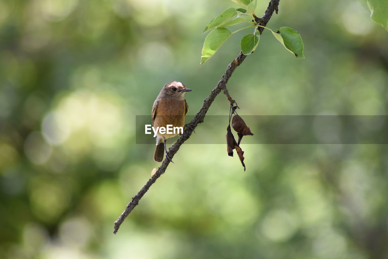 BIRD PERCHING ON PLANT