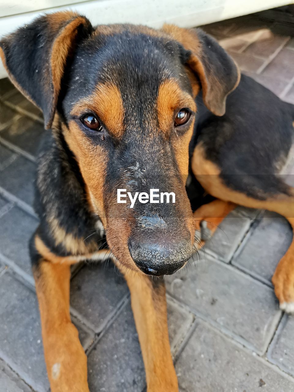 Close-up portrait of a dog