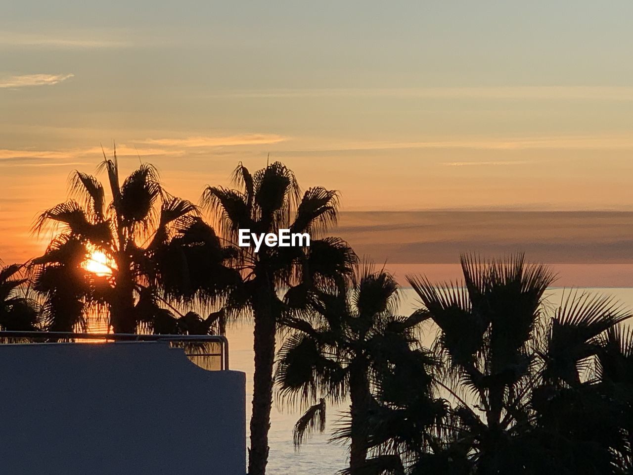SILHOUETTE PALM TREES AGAINST SEA DURING SUNSET