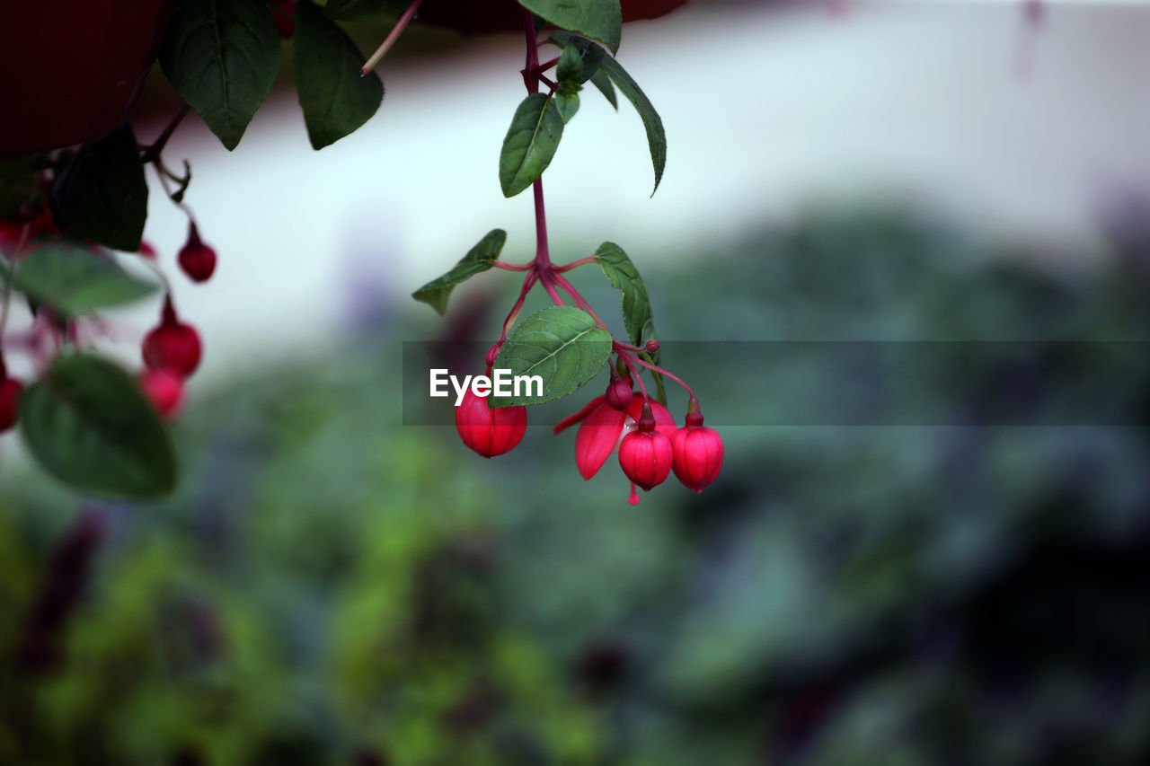 CLOSE-UP OF RED BERRIES GROWING ON BRANCH