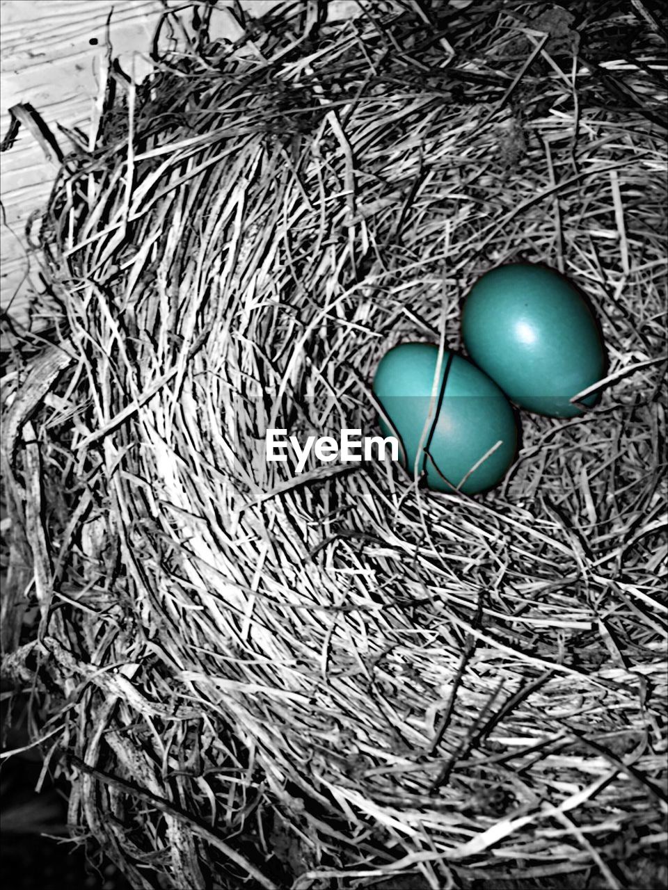 High angle view of robin nest with eggs