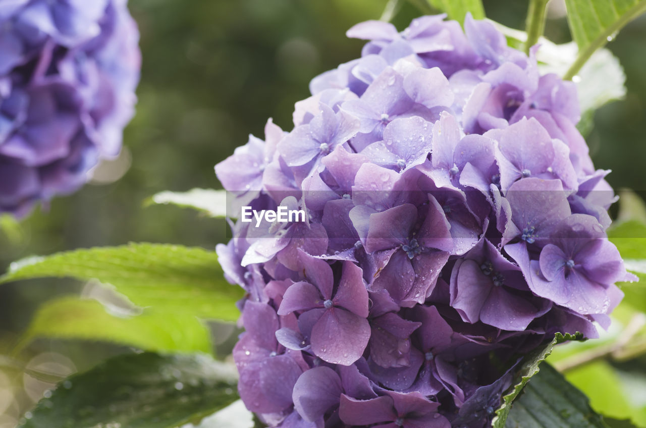 CLOSE-UP OF HYDRANGEA BLOOMING OUTDOORS