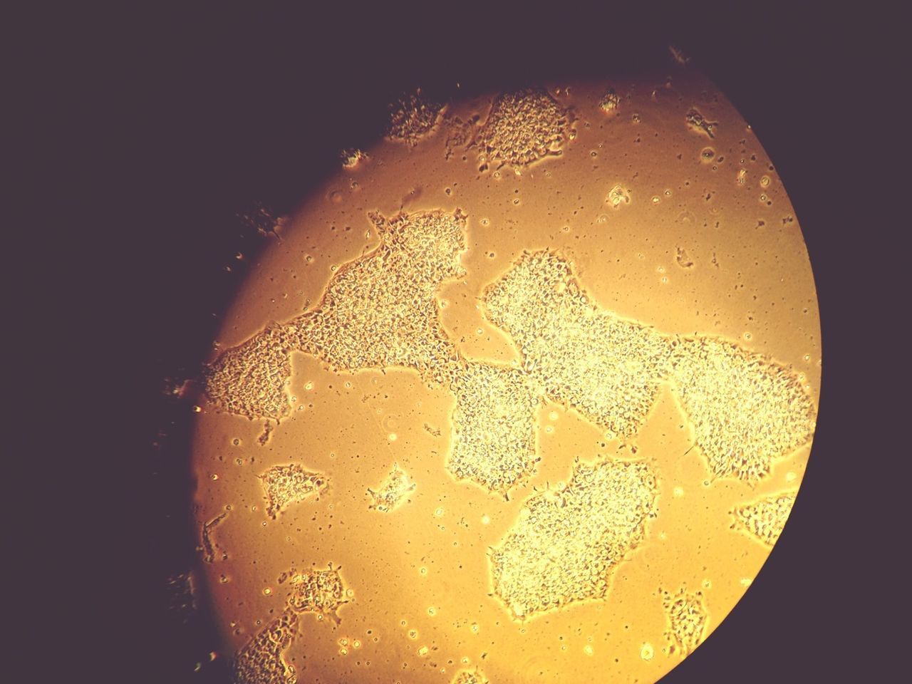 Close-up of stem cells against black background