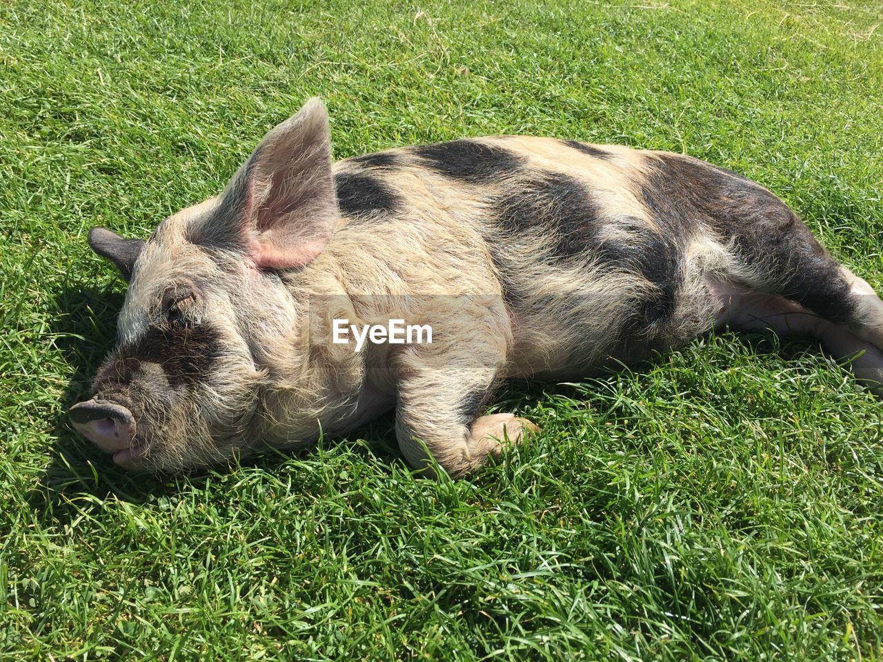 High angle view of pig sleeping on field