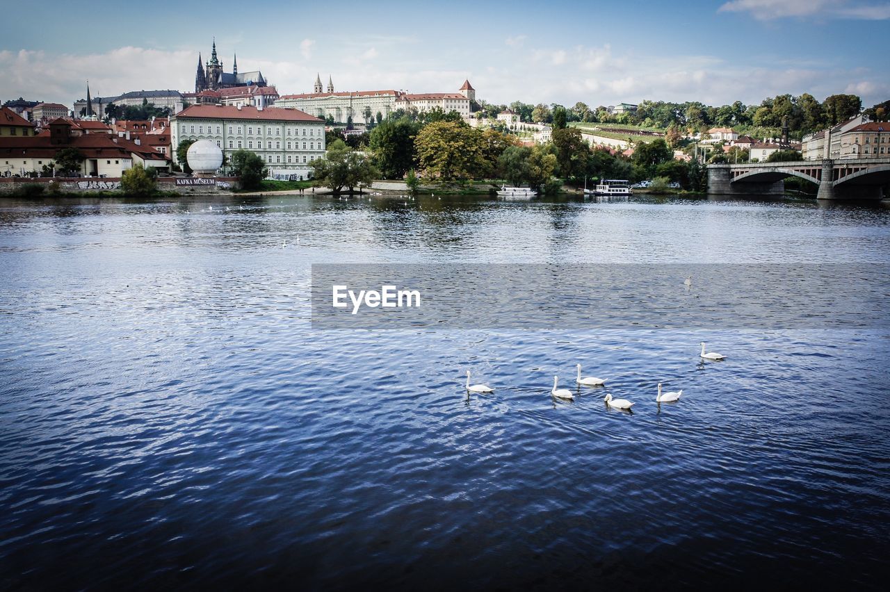 DUCKS SWIMMING IN RIVER