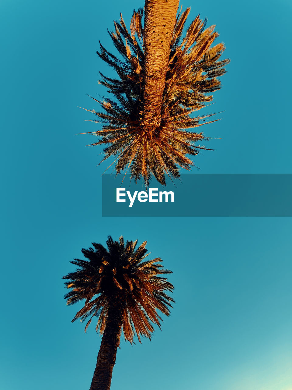 low angle view of palm tree against clear sky