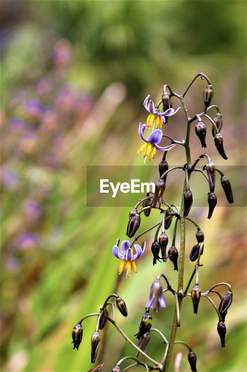 CLOSE-UP OF FLOWERS