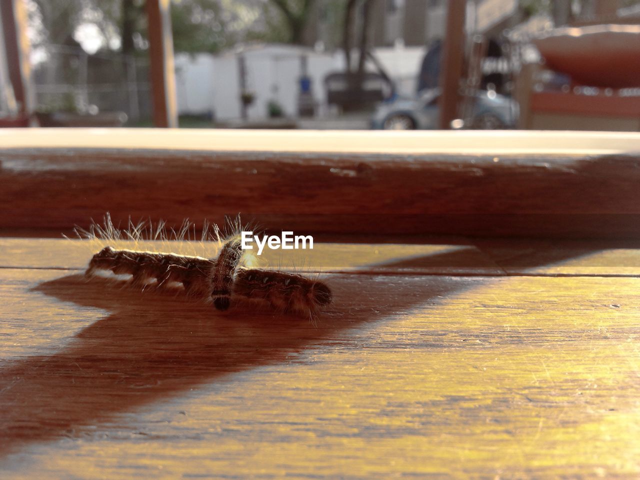 Close-up of caterpillar on wooden table 