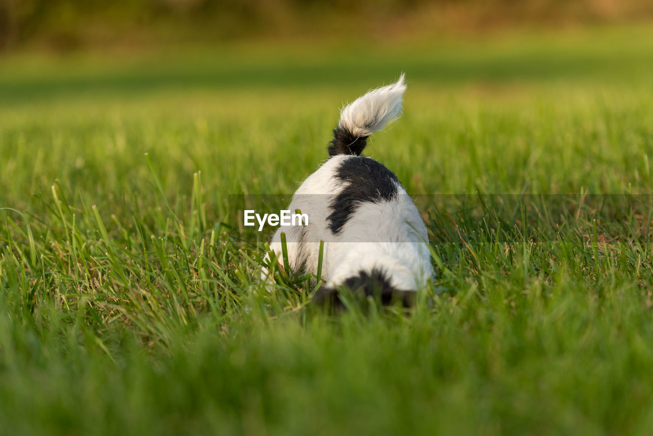 VIEW OF DOG ON FIELD