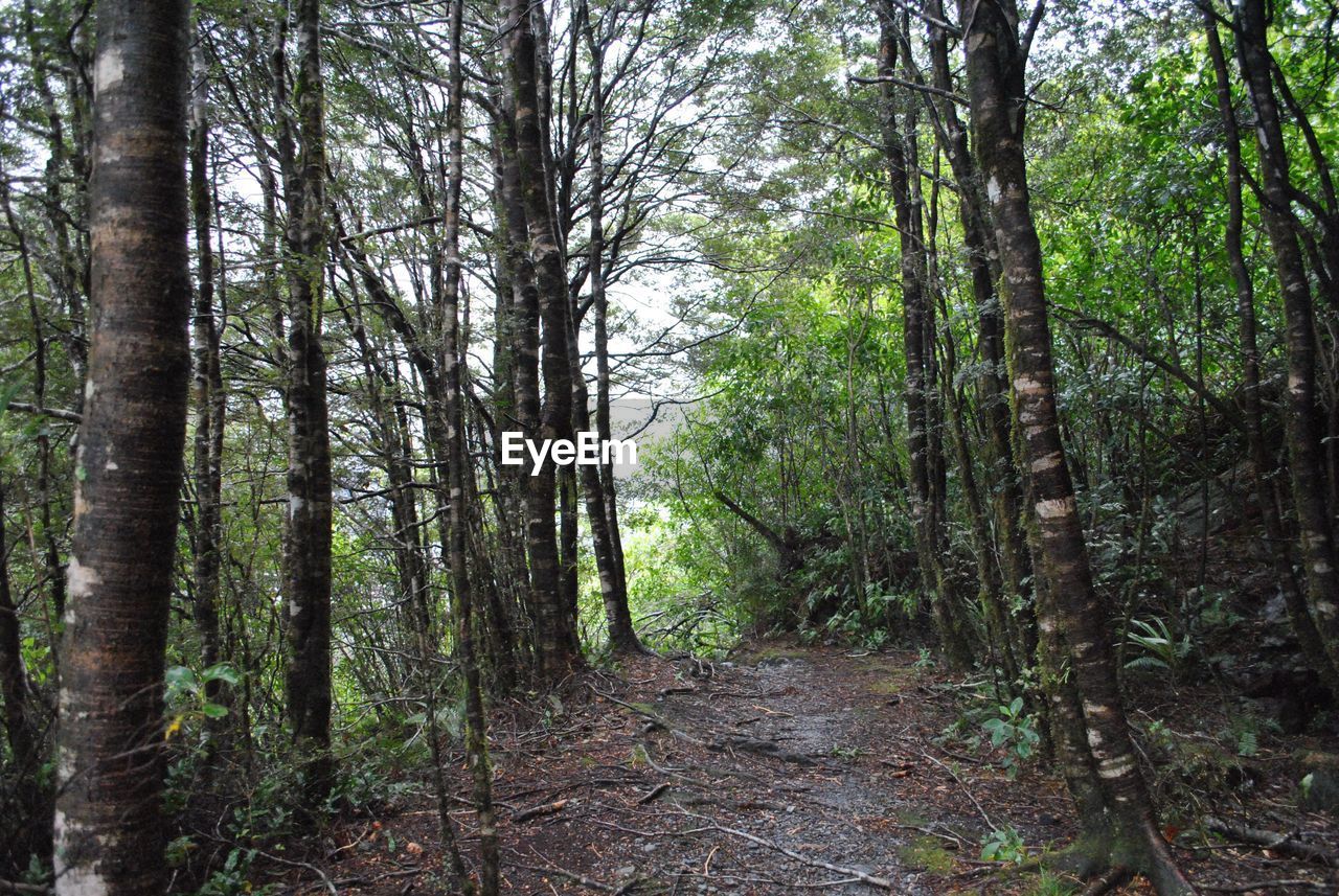 Narrow pathway along trees in forest
