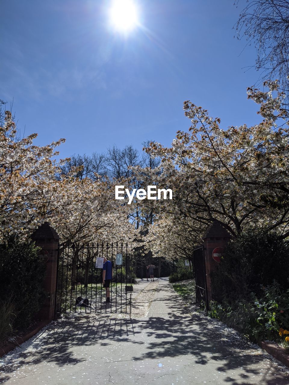 FOOTPATH AMIDST FLOWERING PLANTS AGAINST CLEAR SKY