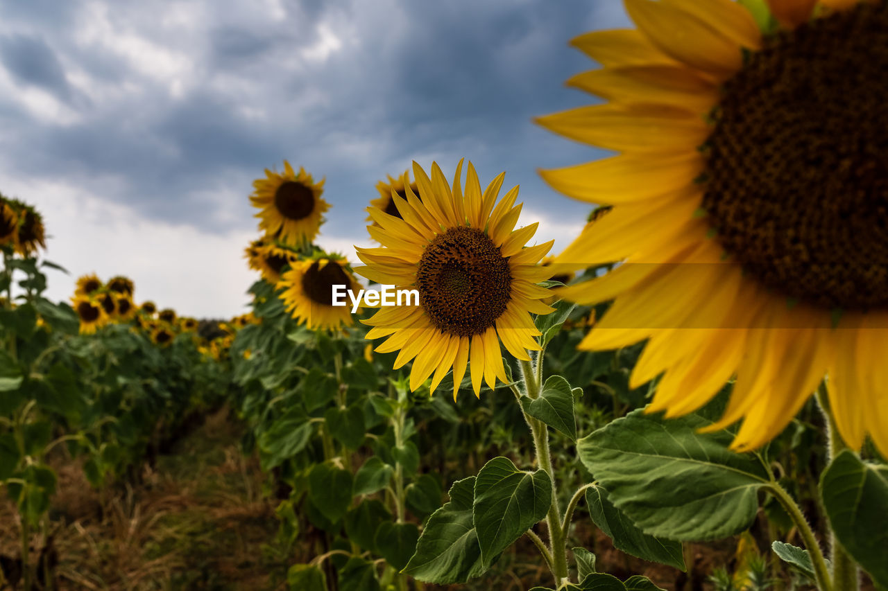 Selective focus on blossom sunflowers in cultivated fields with overcast sky background.