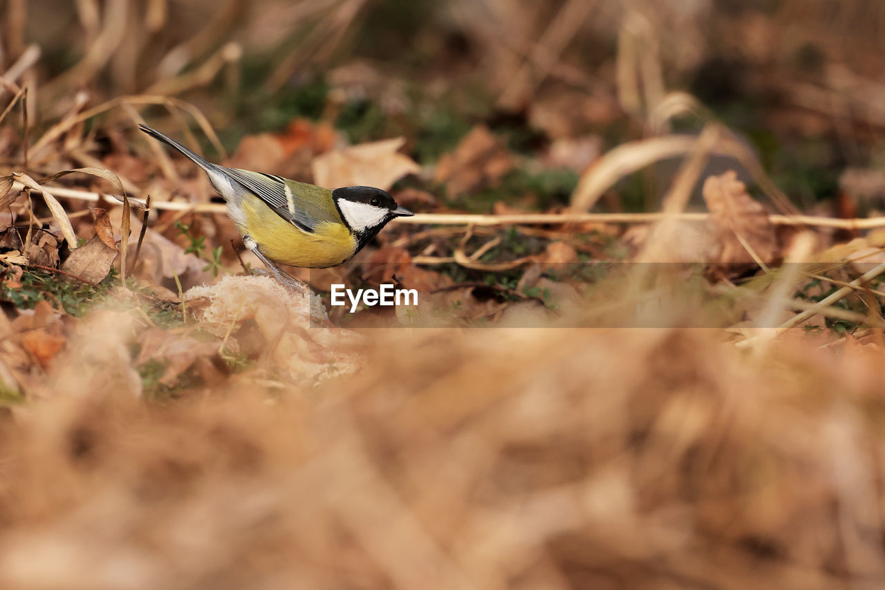 animal themes, animal, animal wildlife, bird, wildlife, nature, selective focus, plant, one animal, grass, branch, no people, land, outdoors, leaf, autumn, day, close-up, field, macro photography