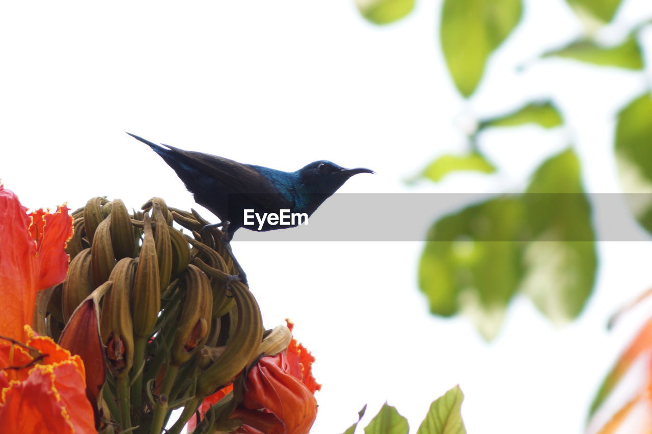 CLOSE-UP OF BIRD PERCHING ON PLANT AGAINST SKY