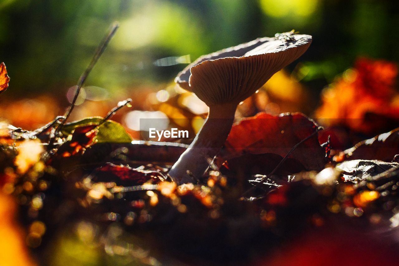 Close-up of mushroom growing on field