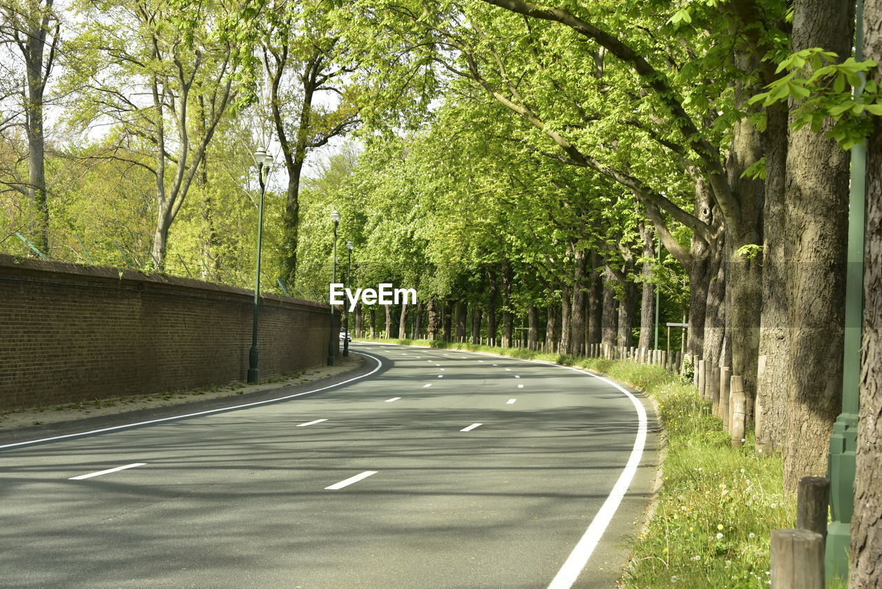 Empty road amidst trees in city