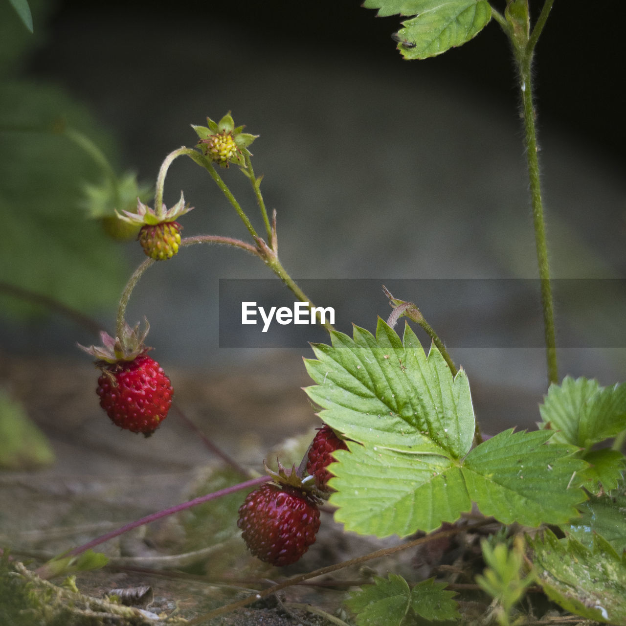Close-up of berries growing on plant