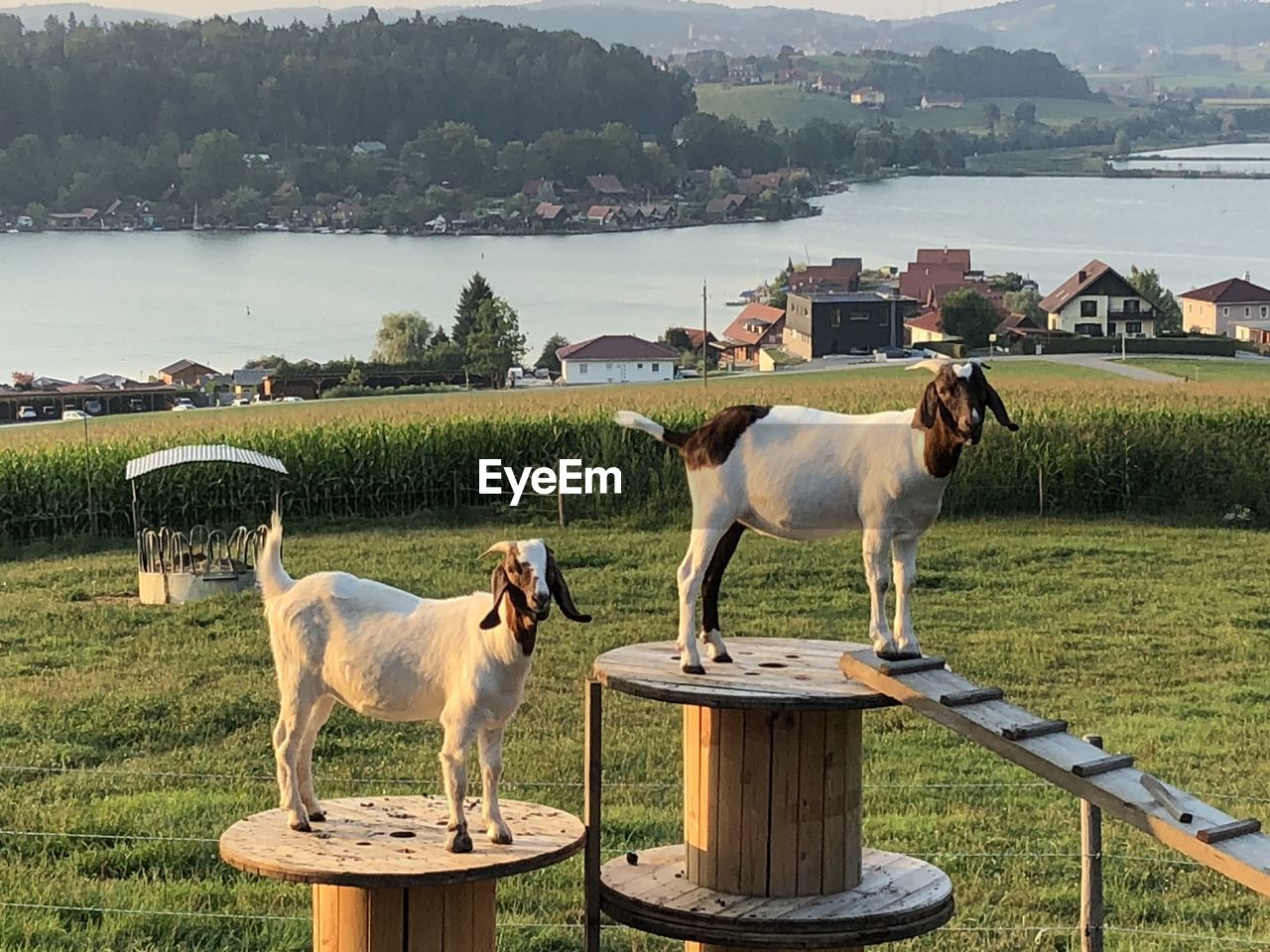 HORSES STANDING IN LAKE