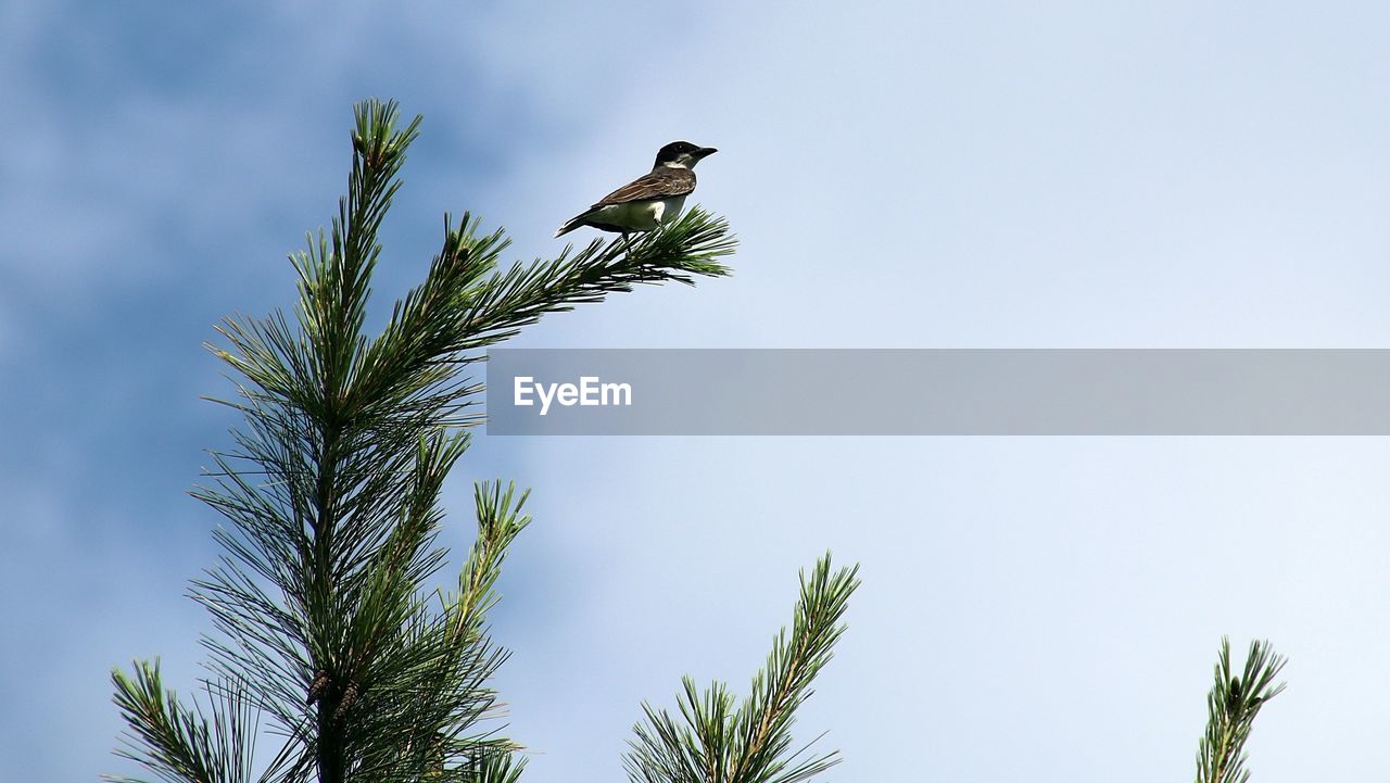 Low angle view of bird perched on a tree against sky