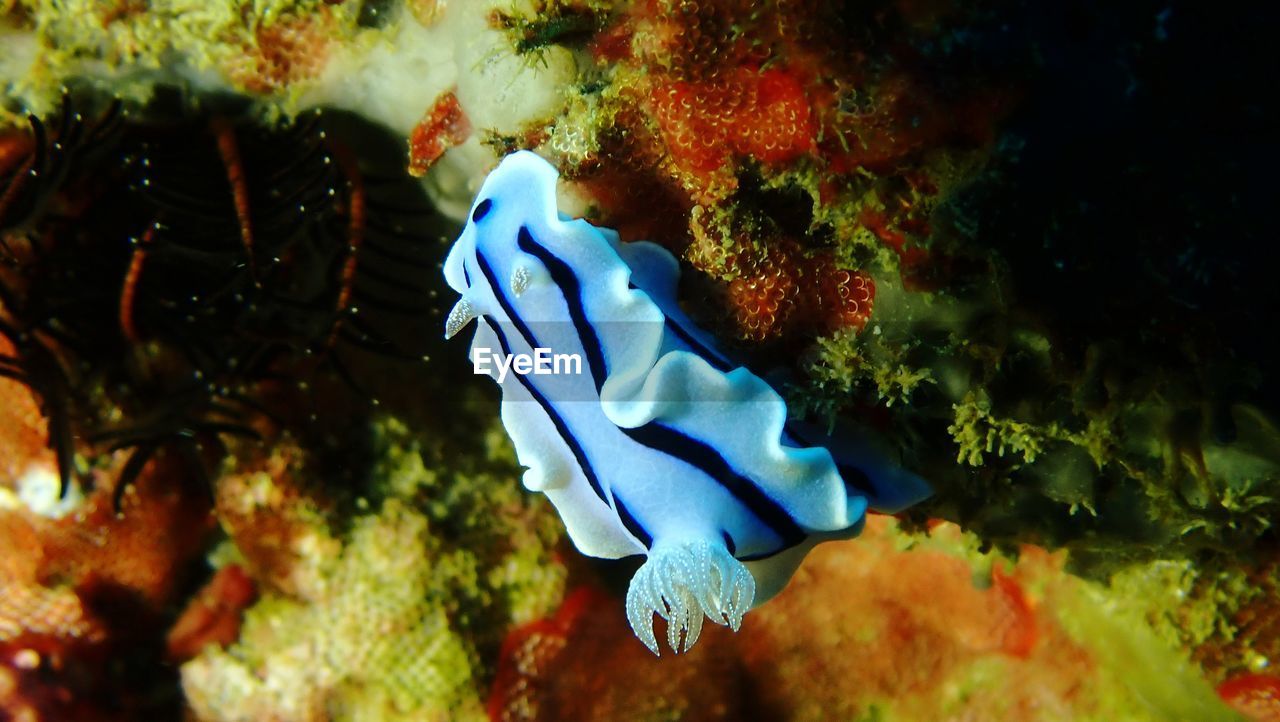 CLOSE-UP OF FISH IN SEA