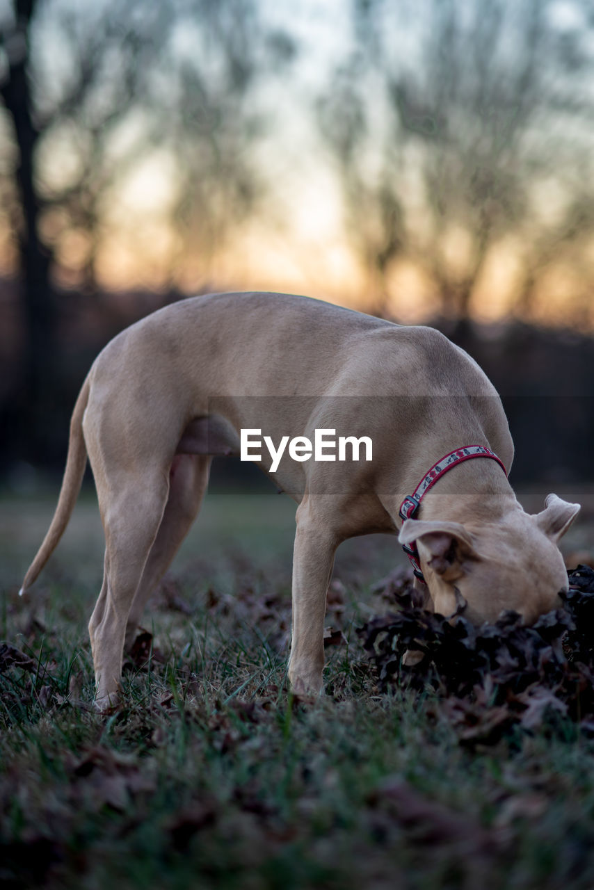 Close-up of dog playing on field