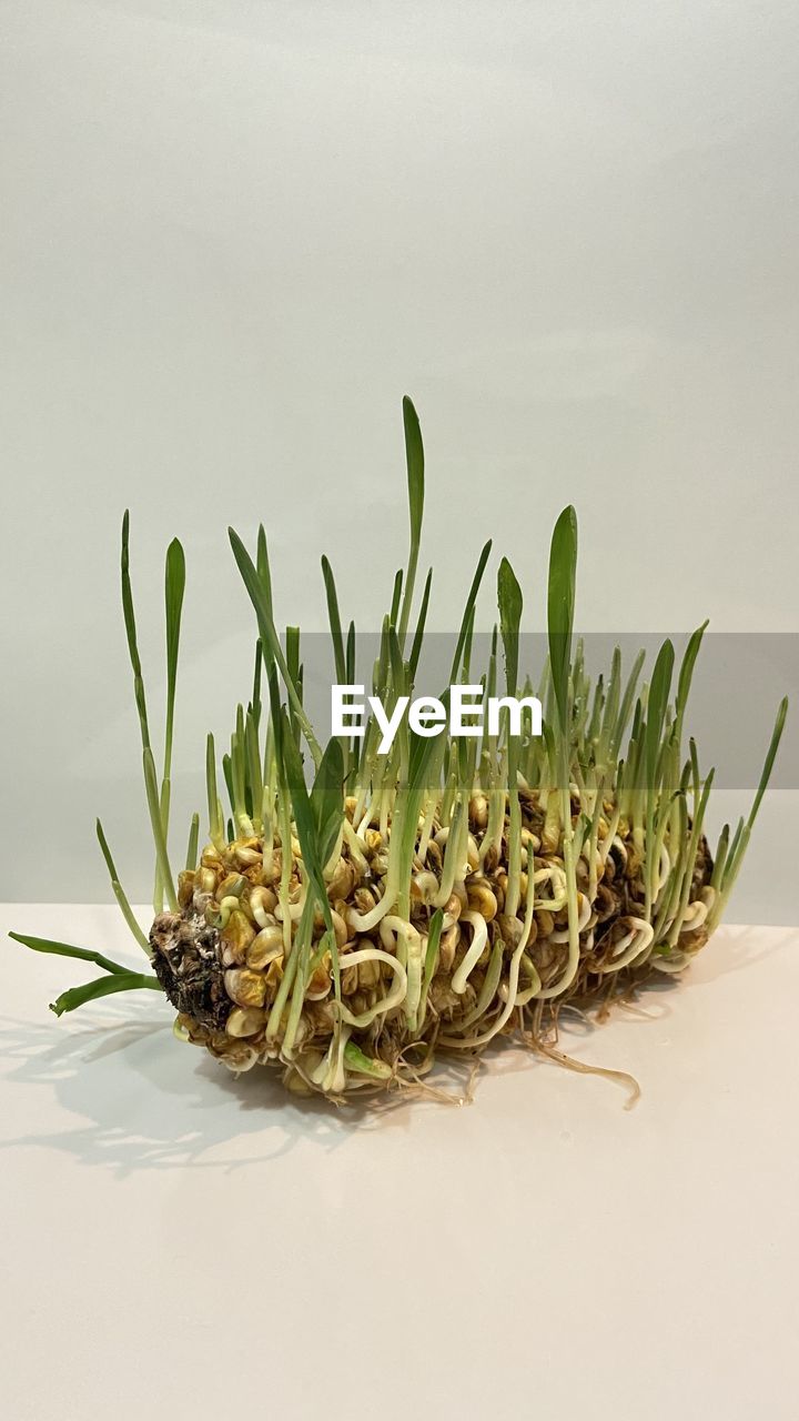 plant, grass, nature, flower, food and drink, green, food, twig, no people, leaf, studio shot, medicine, indoors, growth, herb, branch, copy space, herbal medicine, plant part, floristry, healthcare and medicine, white background, close-up, wellbeing, freshness