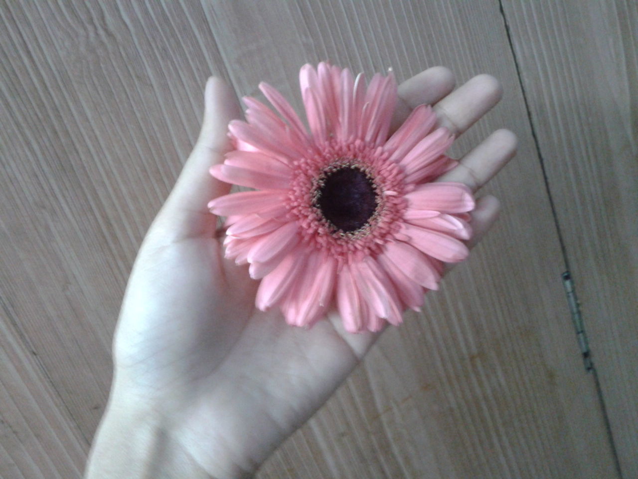 HIGH ANGLE VIEW OF PINK FLOWER