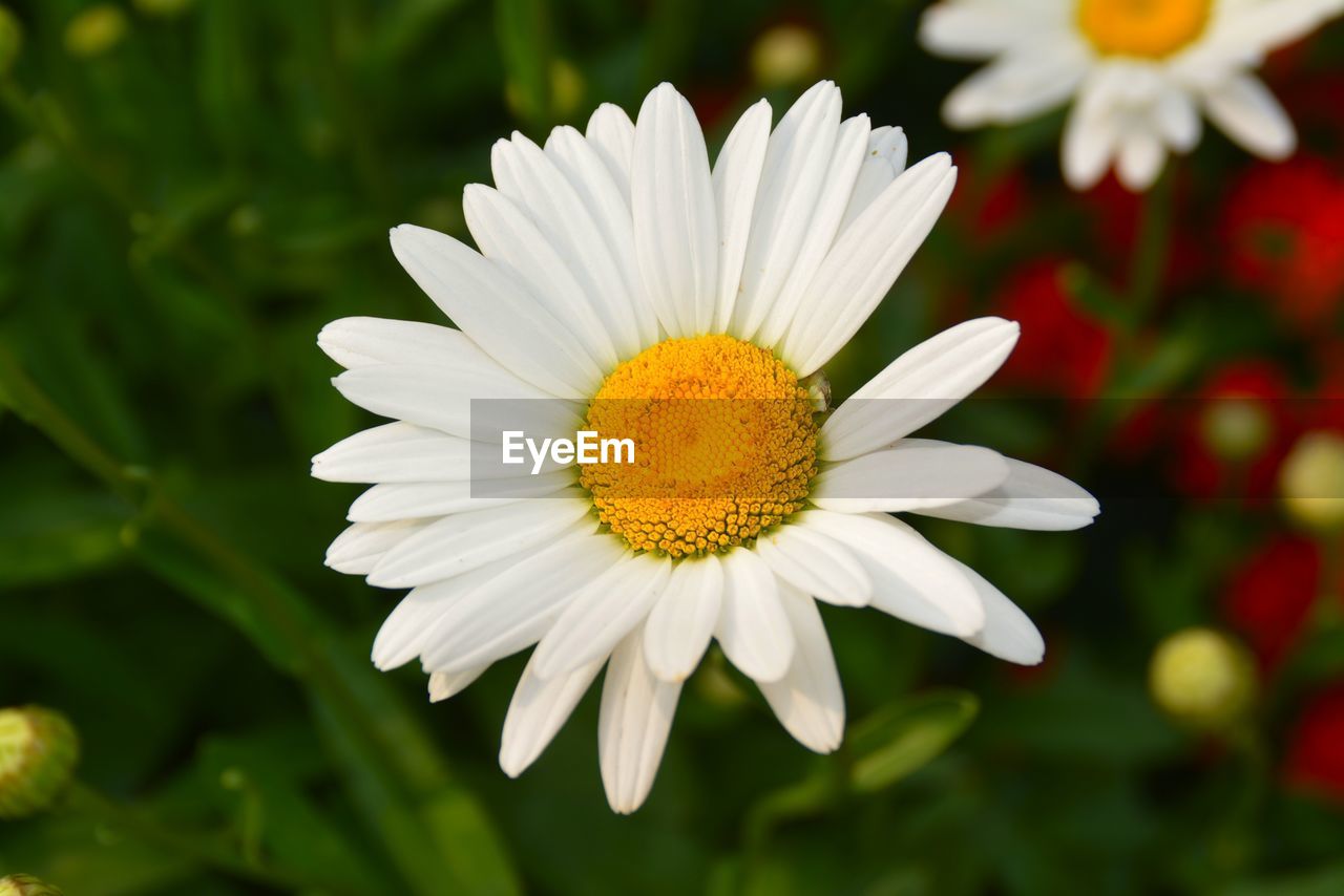 Close-up of white daisy growing on field