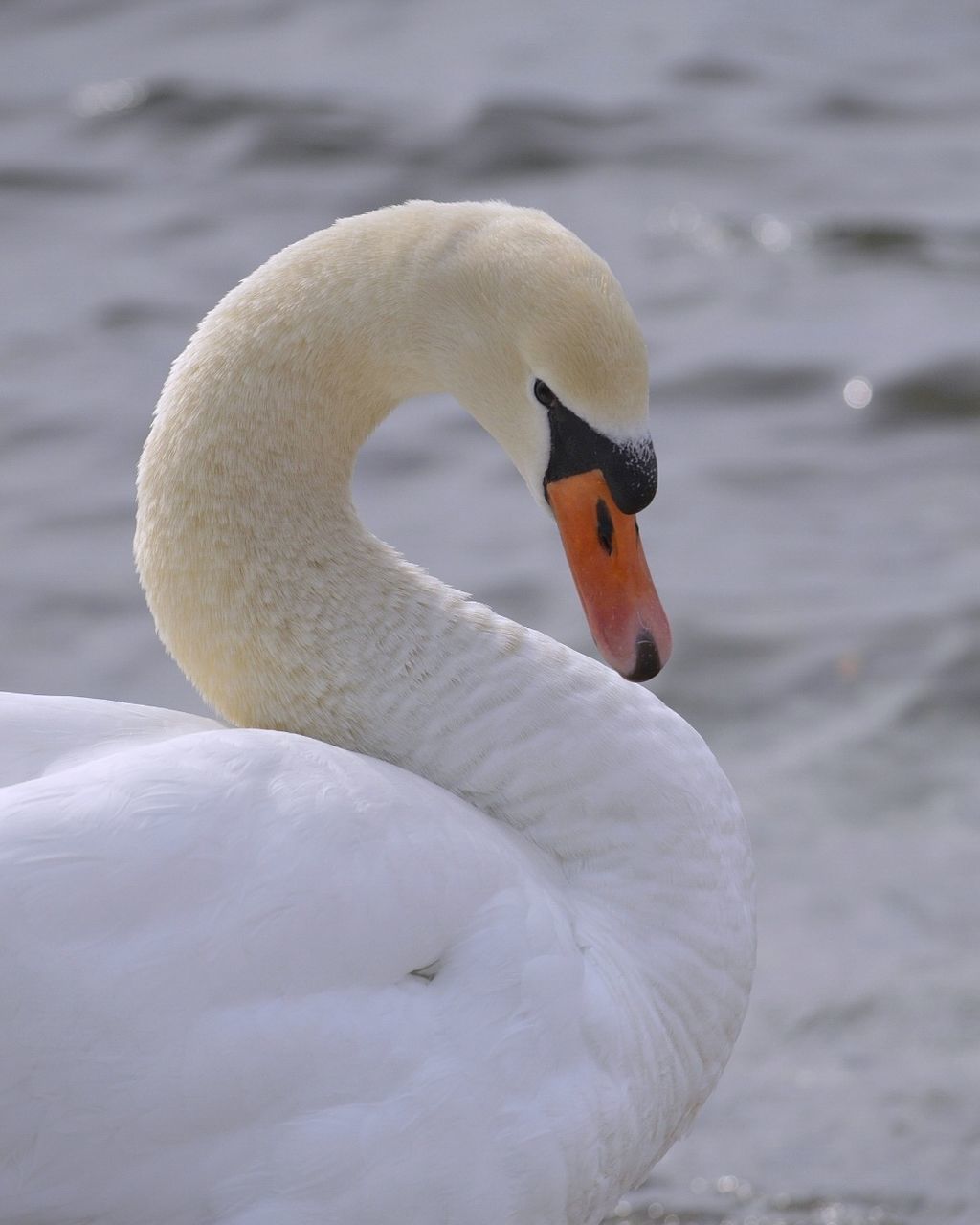 SWAN SWIMMING ON LAKE