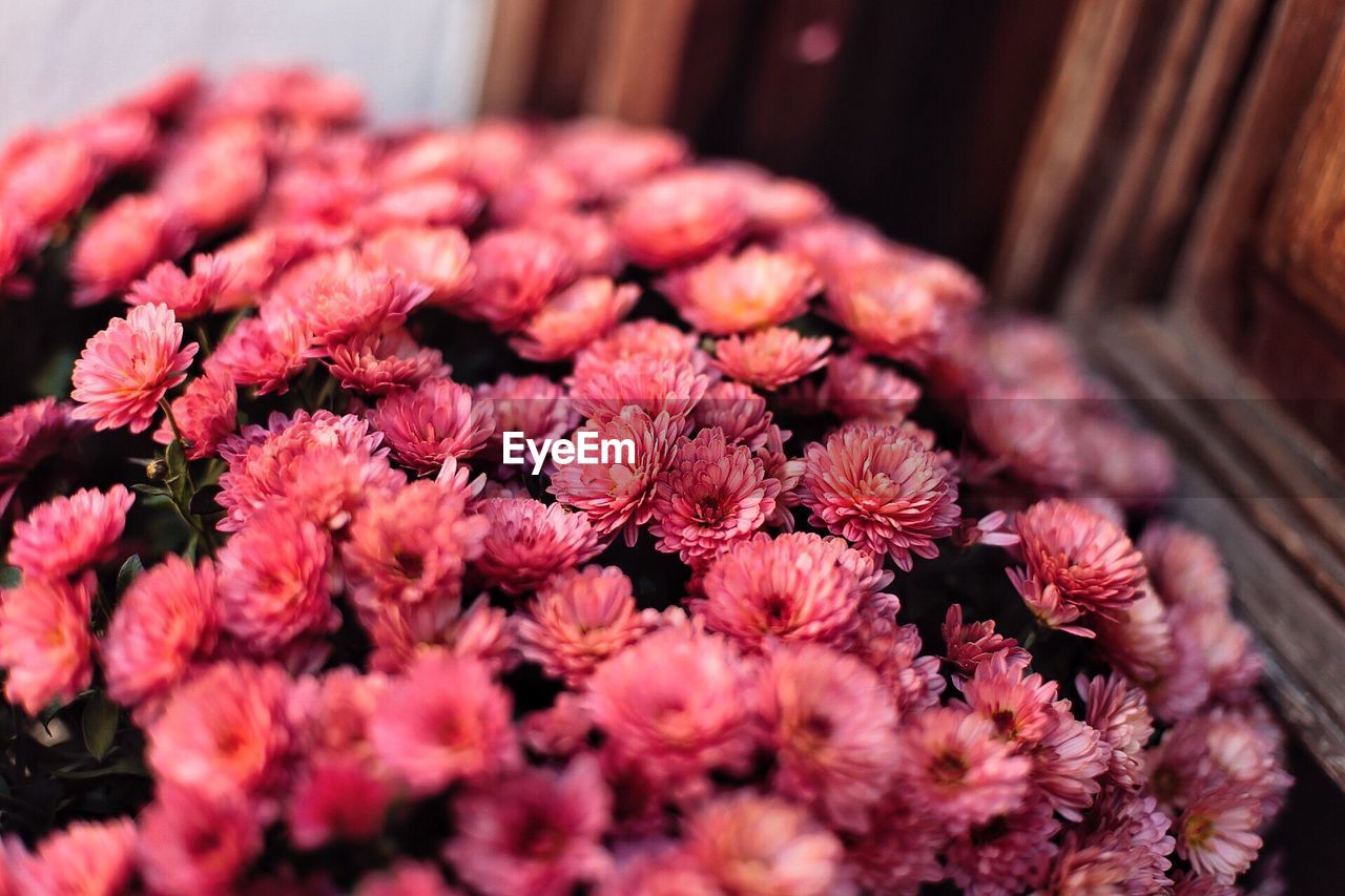 CLOSE-UP OF PINK FLOWERS IN CONTAINER