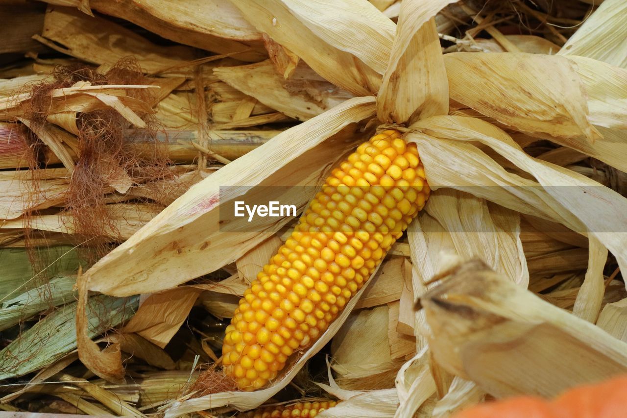 Corn on the cob with dry corn husks. food and agriculture concept.