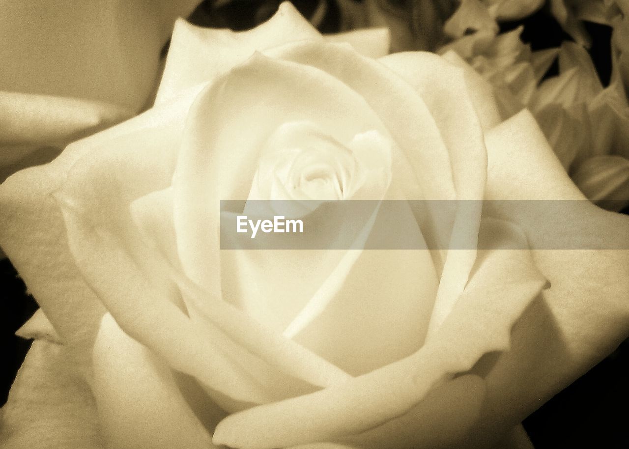 Close-up white rose blooming in field