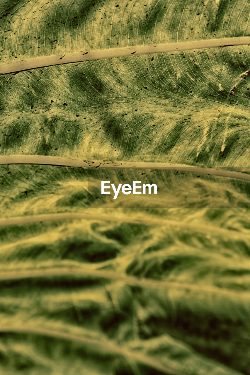 Full frame shot of agricultural field