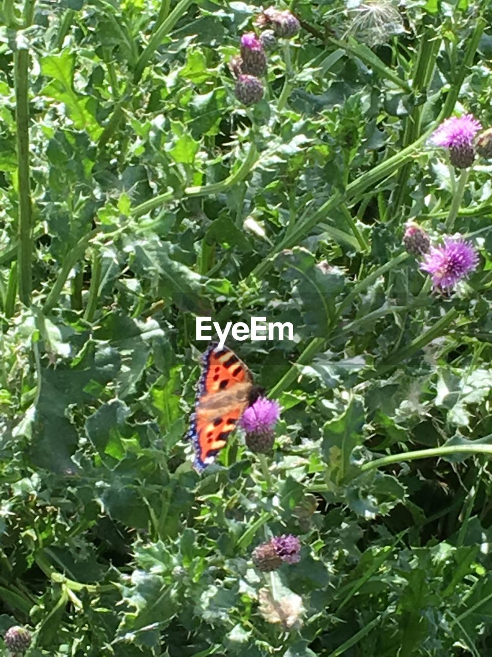 CLOSE-UP OF BUTTERFLY ON FLOWERS