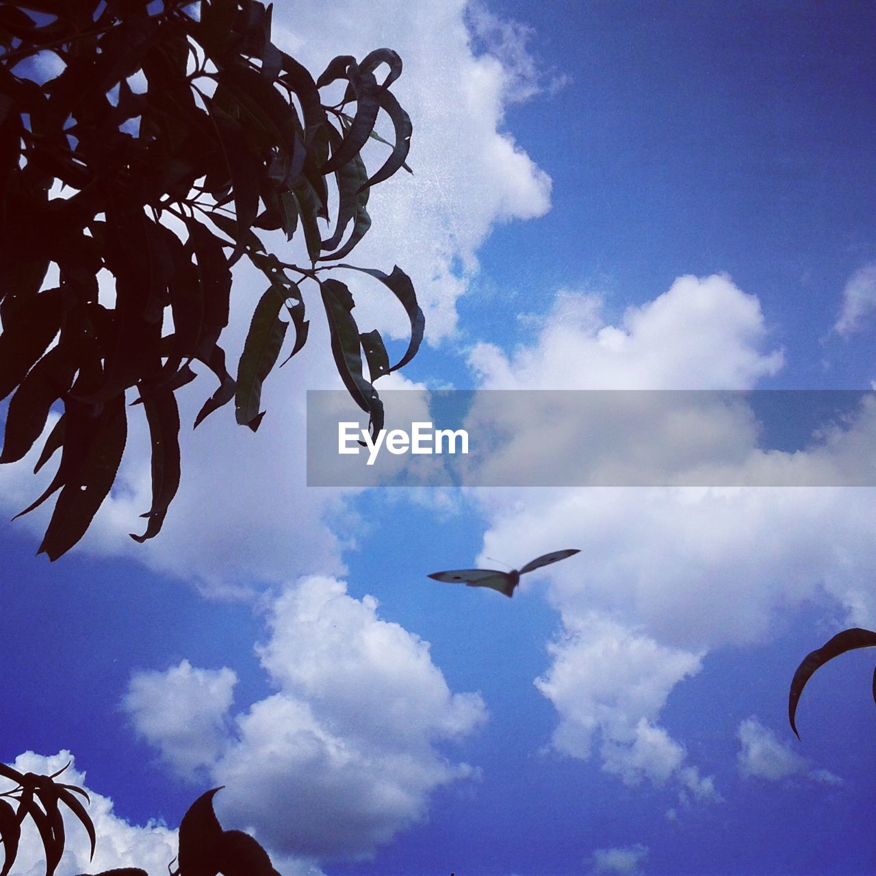 LOW ANGLE VIEW OF BIRD FLYING IN SKY